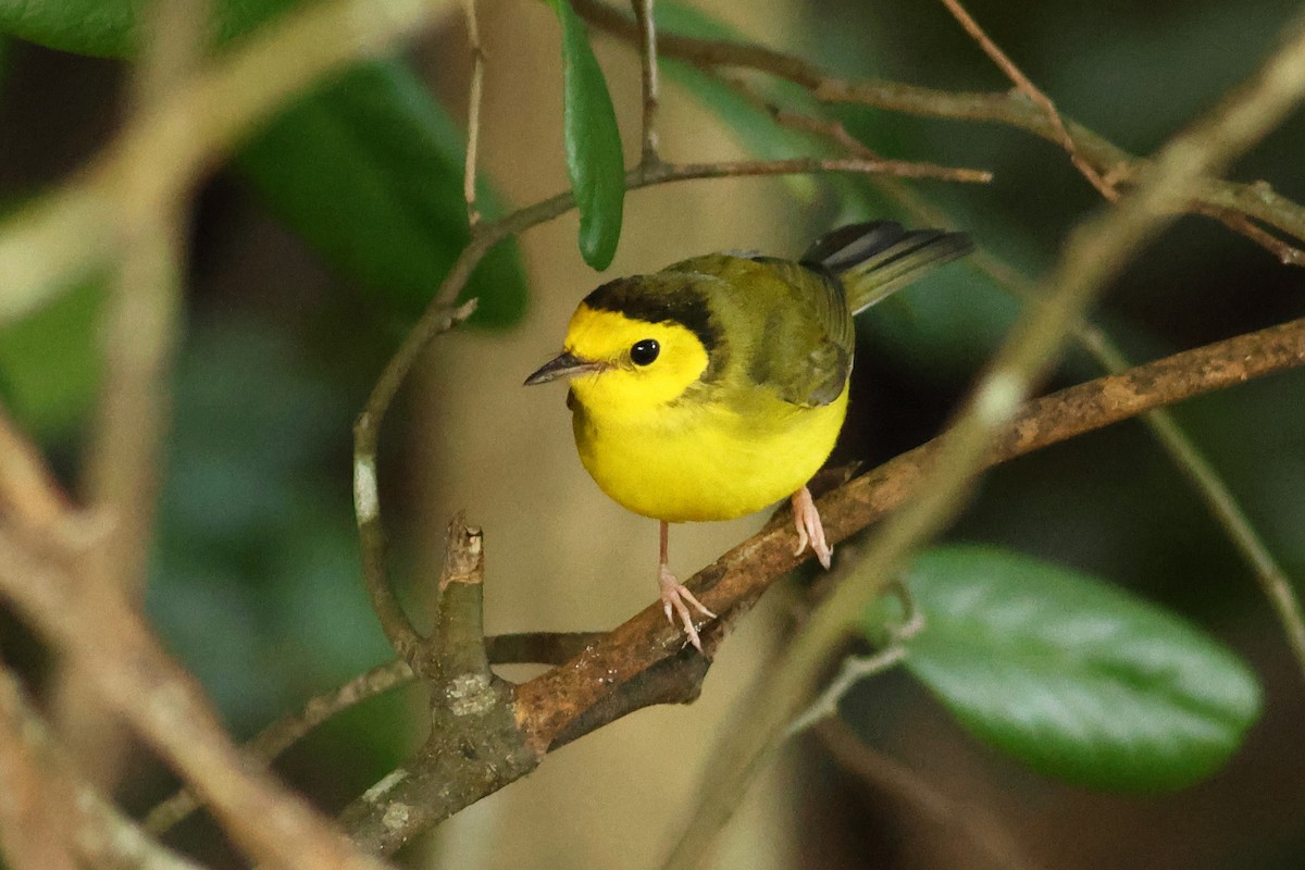 Hooded Warbler - ML609755081