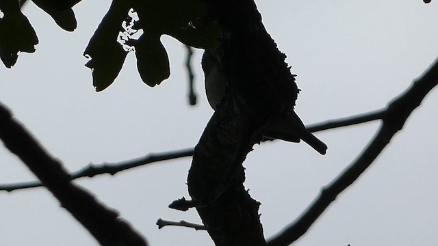 Passeriformes sp. - ML609755082