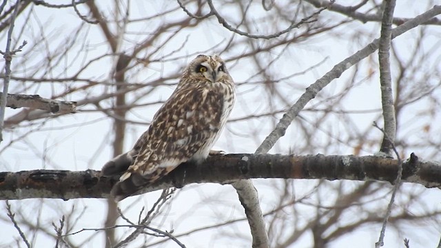 Short-eared Owl - ML609755098