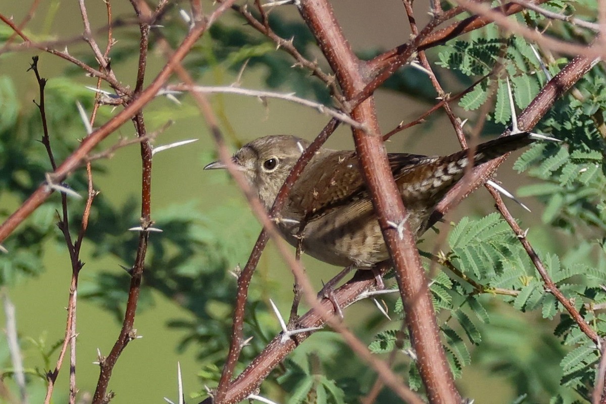 House Wren (Northern) - ML609755114