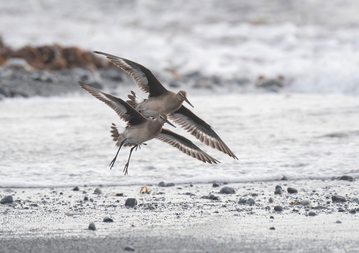 Hudsonian Godwit - ML609755226