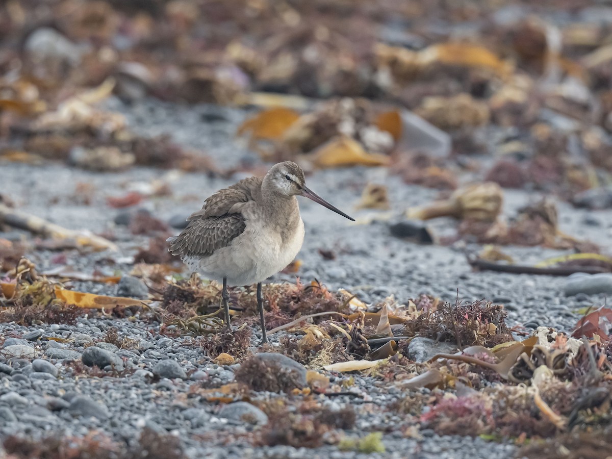 Hudsonian Godwit - ML609755236