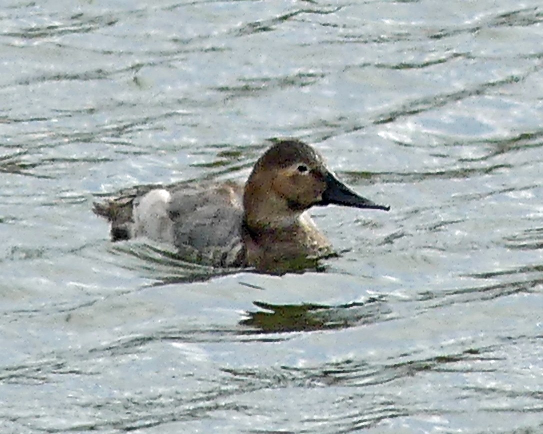 Canvasback - ML609755248