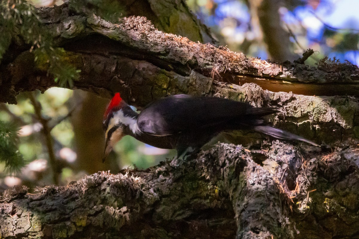 Pileated Woodpecker - ML609755250