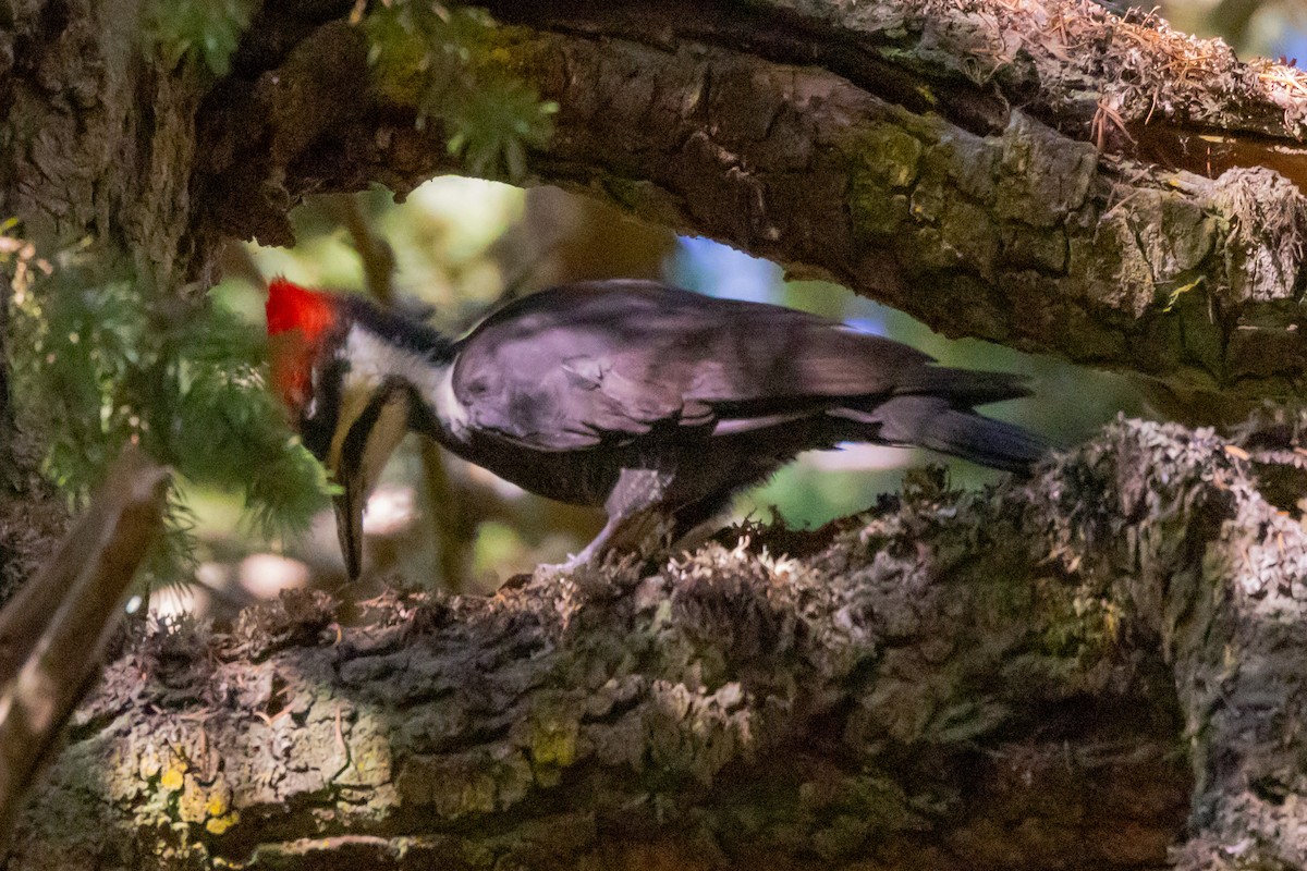 Pileated Woodpecker - ML609755251