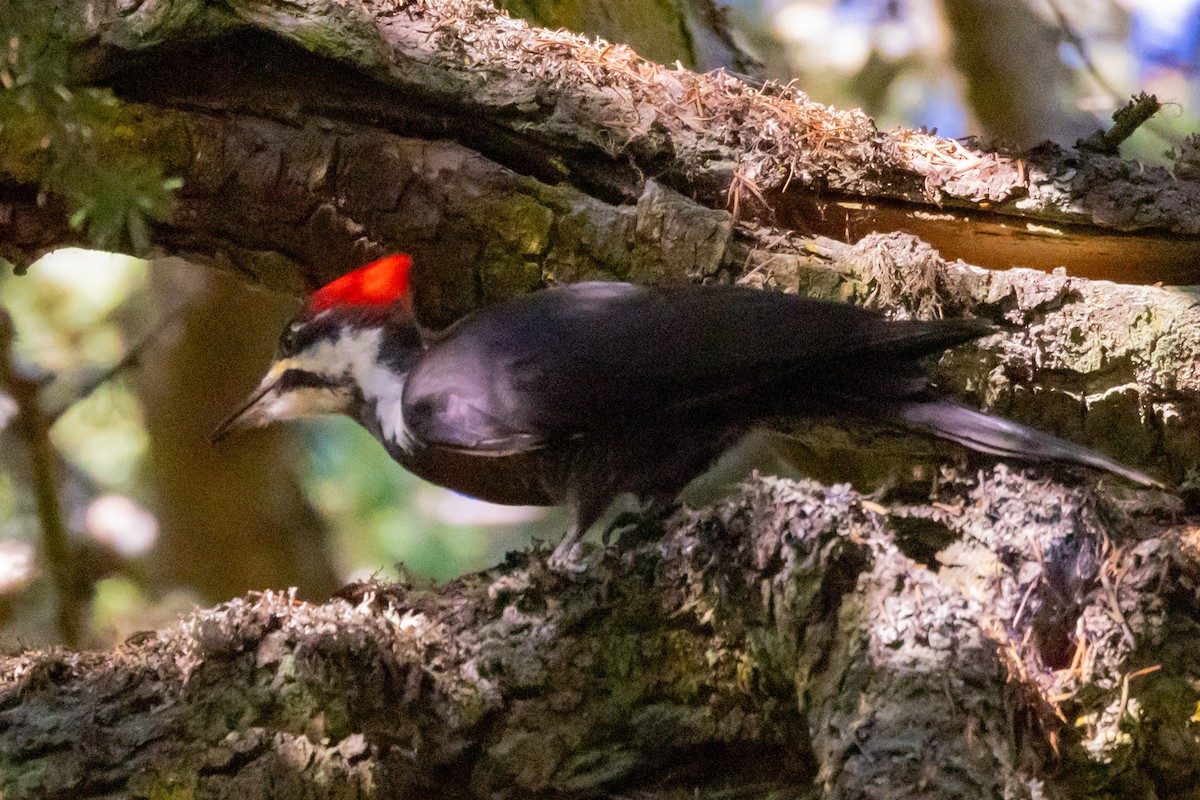 Pileated Woodpecker - ML609755252