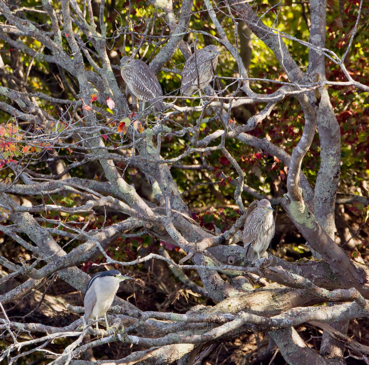 Black-crowned Night Heron - ML609755261