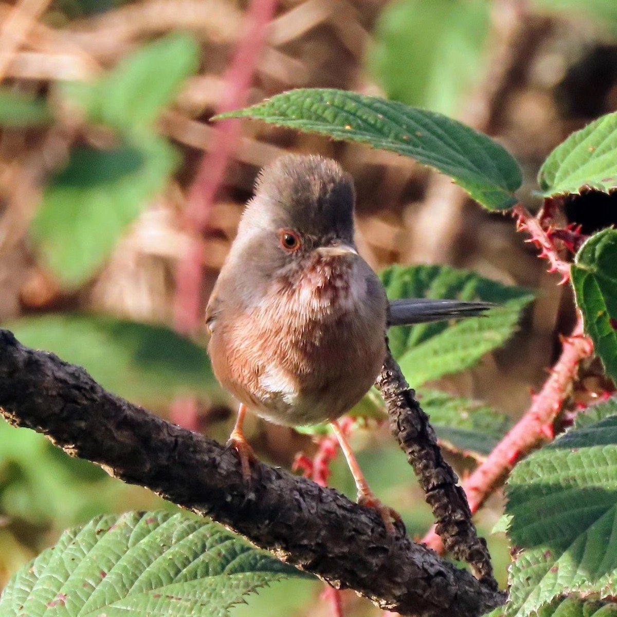 Dartford Warbler - ML609755275