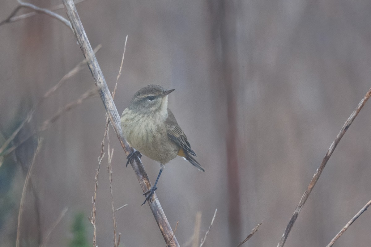 Palm Warbler - ML609755285