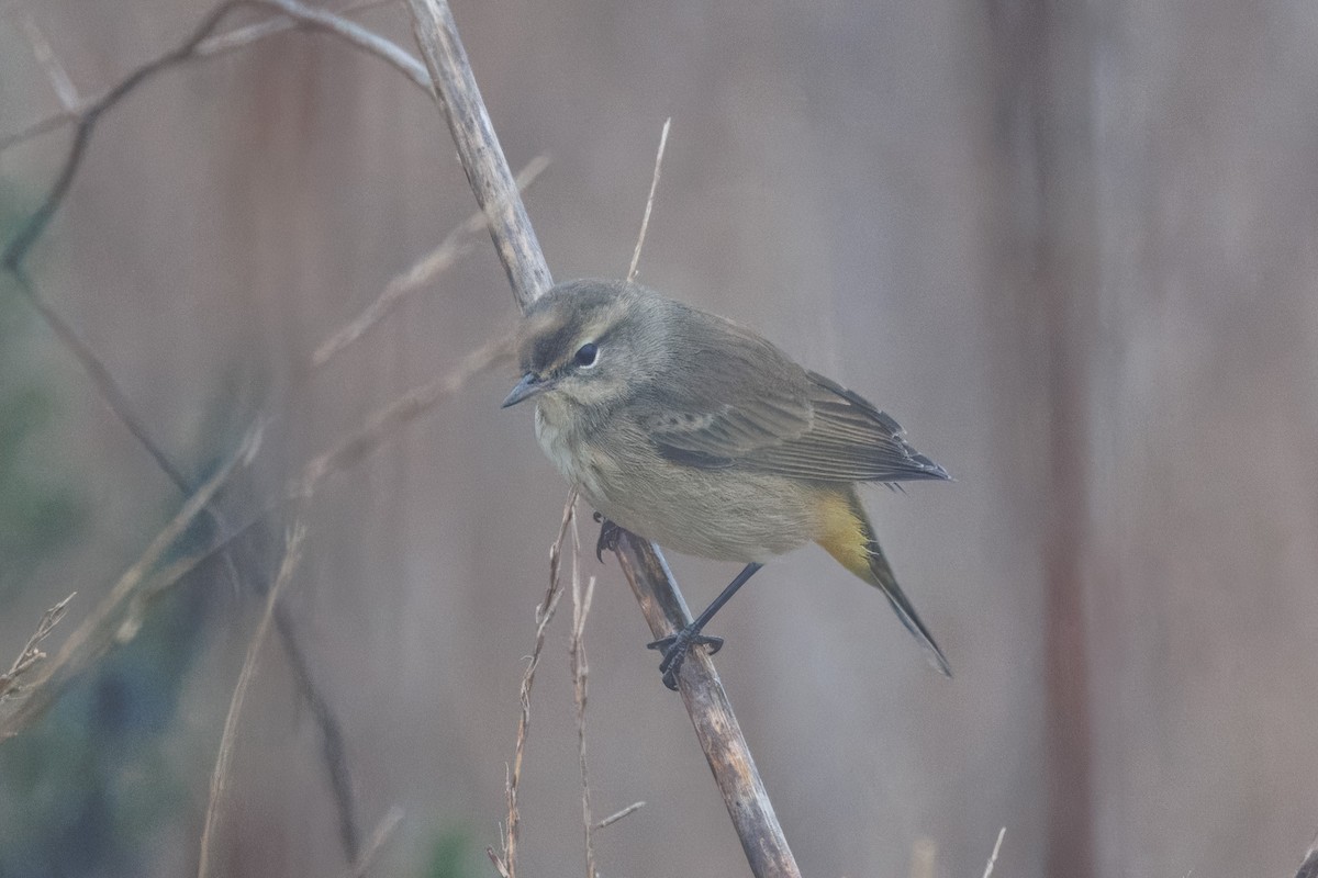 Palm Warbler - ML609755291