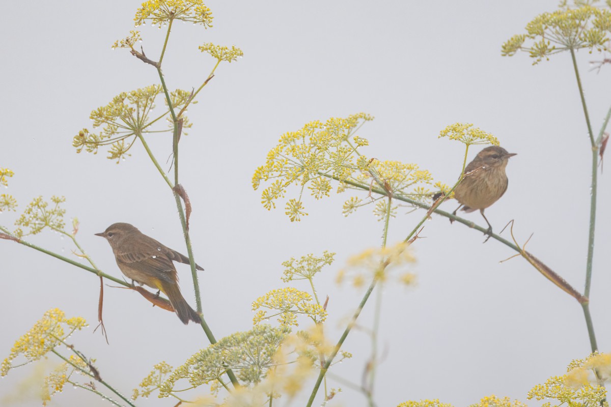 Palm Warbler - ML609755296