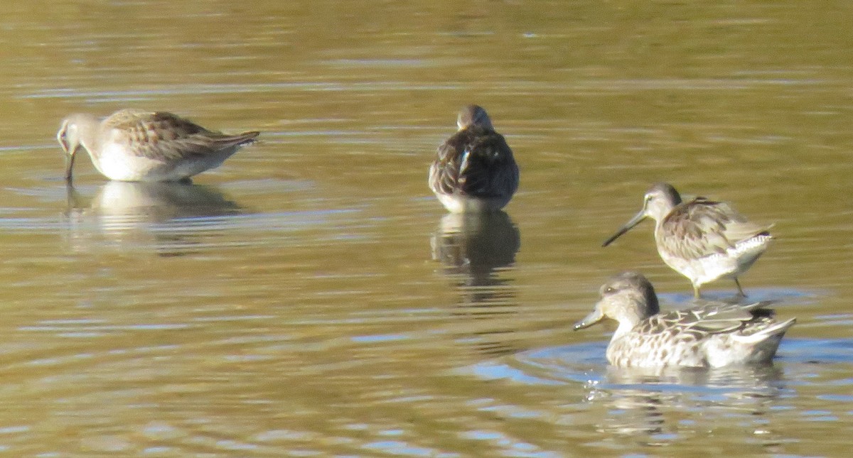 Long-billed Dowitcher - ML609755495