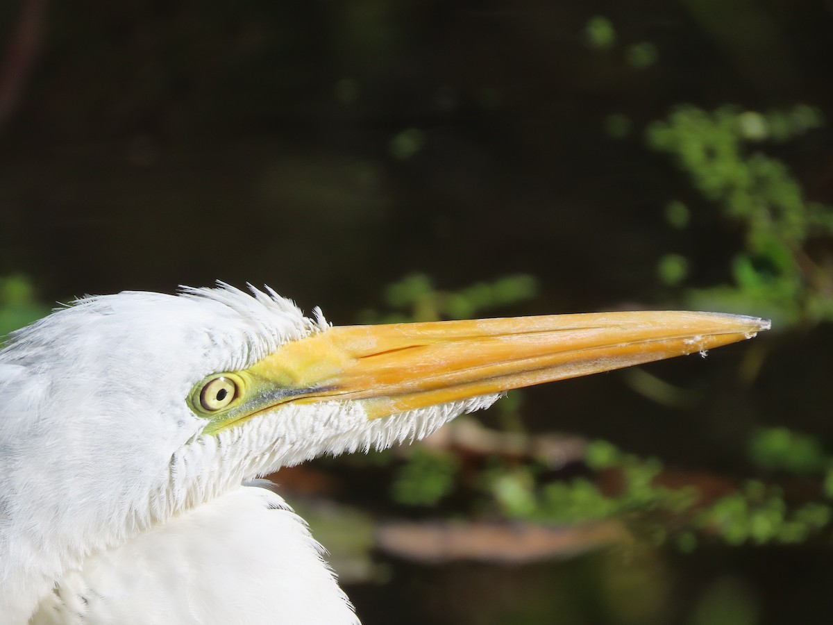 Great Egret - ML609755503