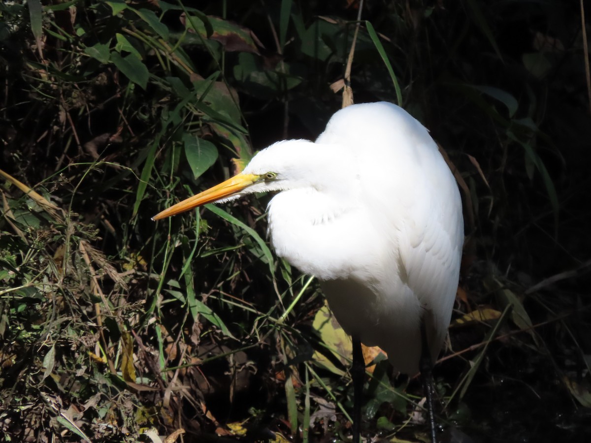 Great Egret - Rick Wright