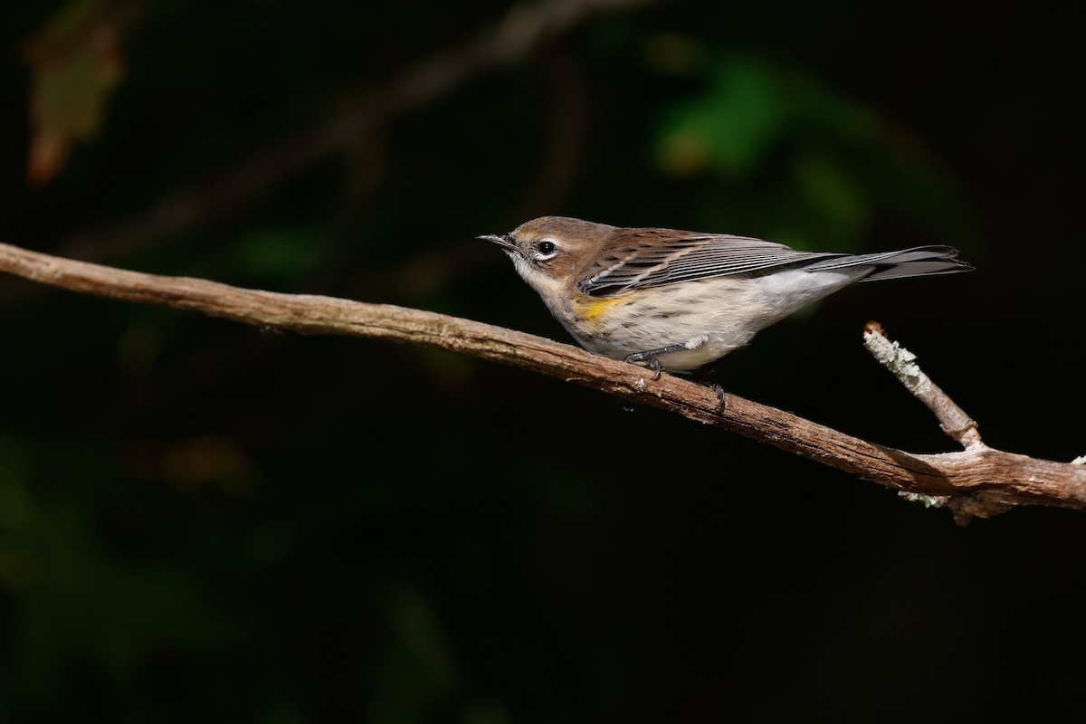 Yellow-rumped Warbler (Myrtle) - Baxter Beamer