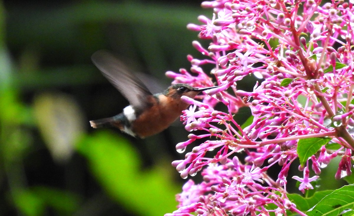 Sparkling-tailed Hummingbird - ML609755567