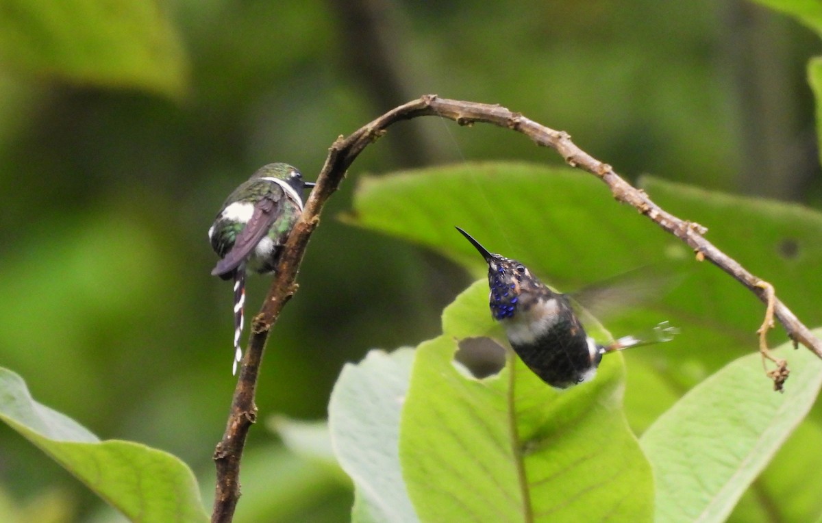 Colibrí de Dupont - ML609755585