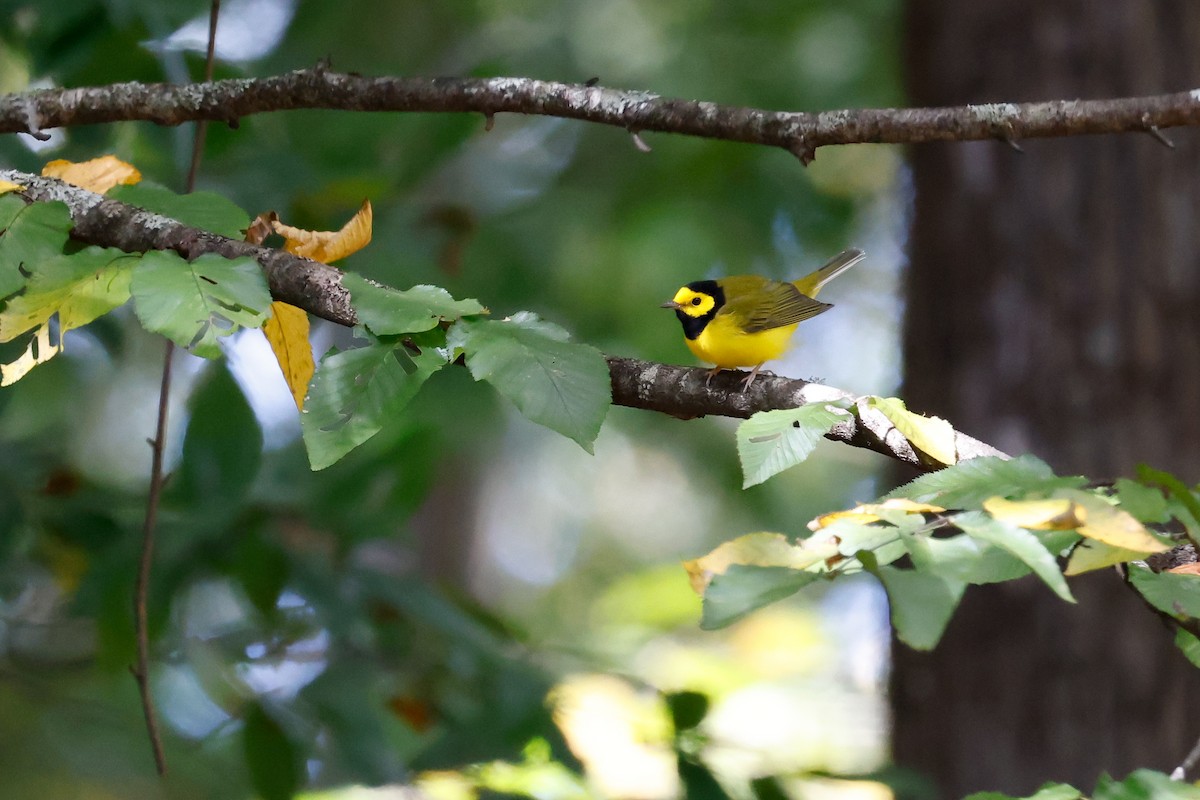 Hooded Warbler - ML609755668