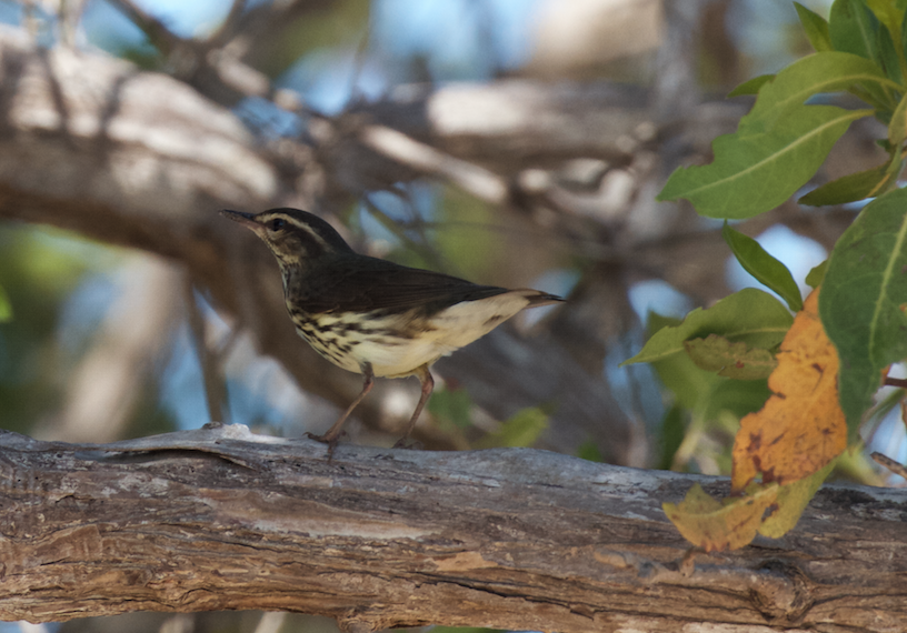 Louisiana Waterthrush - ML609755677