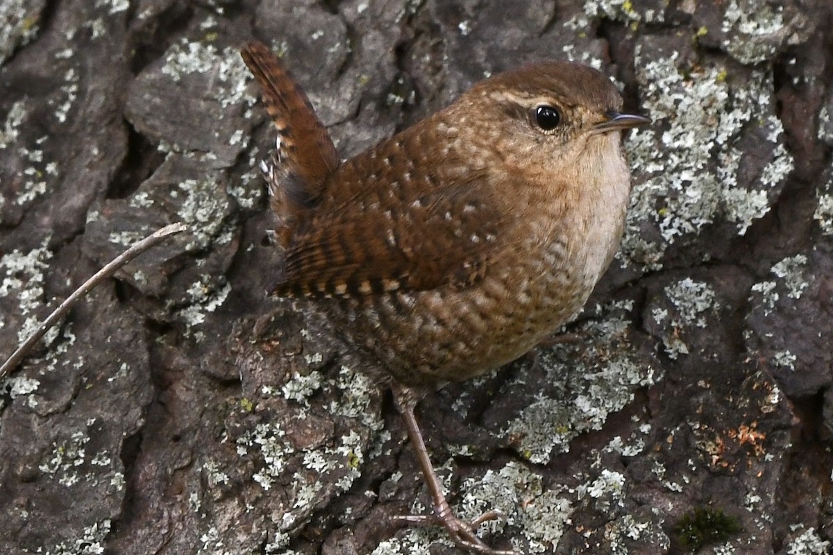 Winter Wren - ML609755686