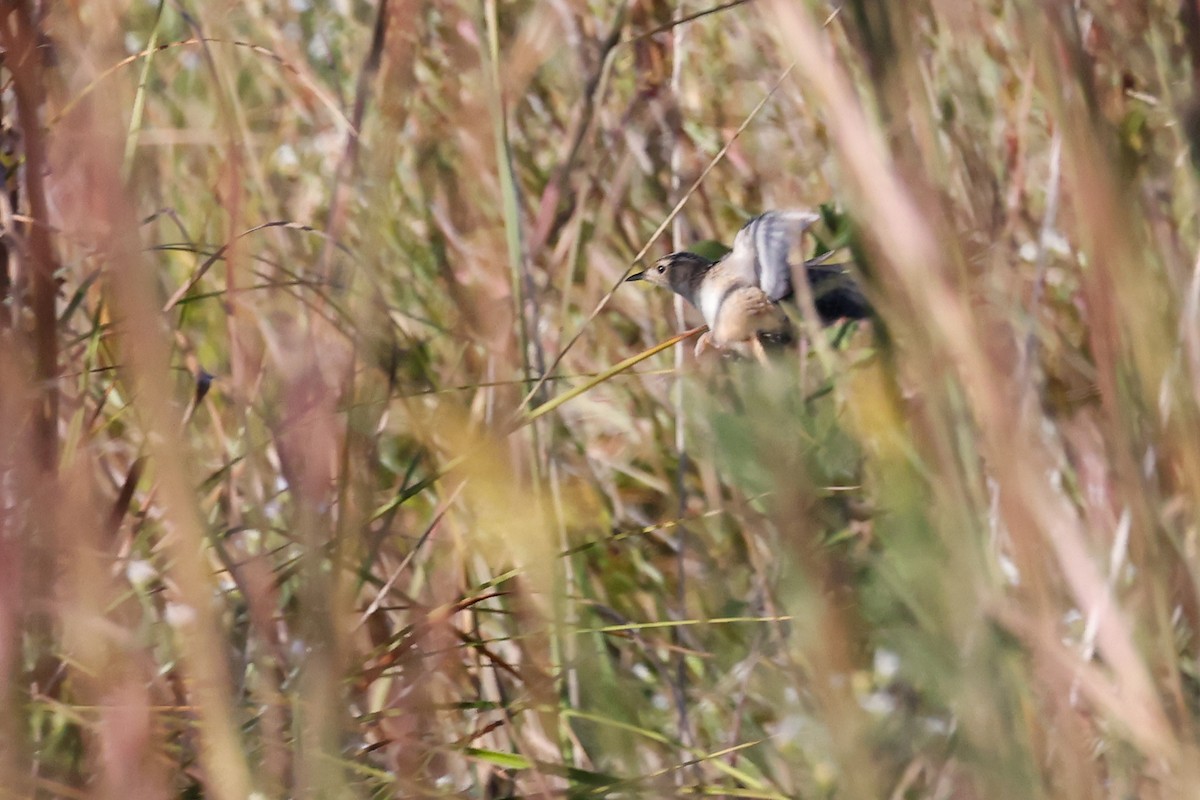 Sedge Wren - ML609755700