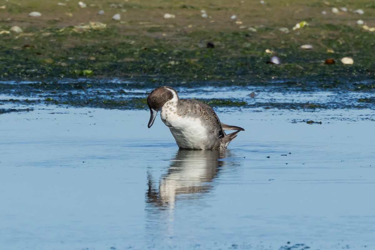 Northern Pintail - ML609755745