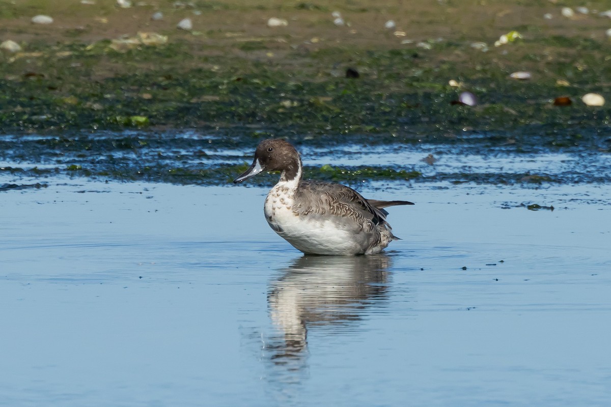 Northern Pintail - ML609755747