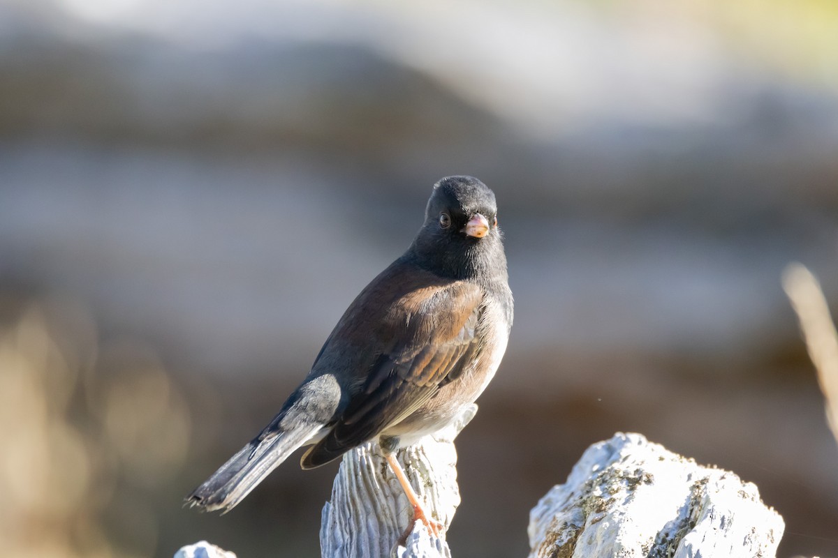 Junco ardoisé - ML609755760