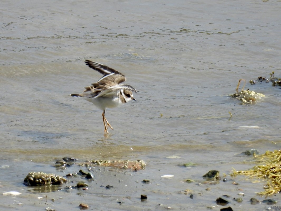 Semipalmated Plover - ML609755872