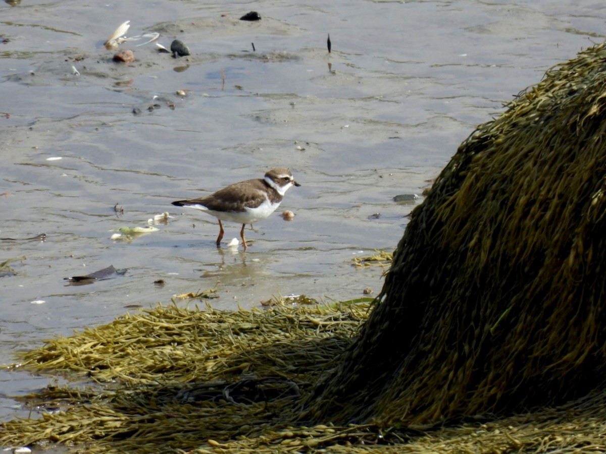Semipalmated Plover - ML609755873