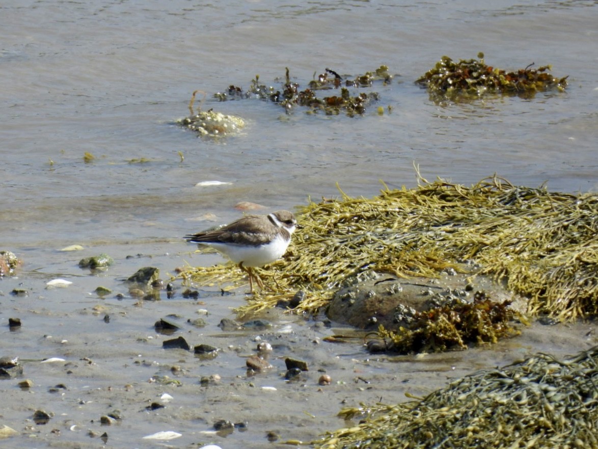 Semipalmated Plover - ML609755874