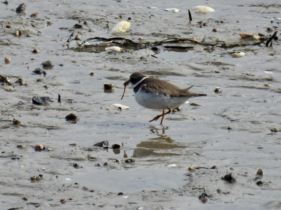 Semipalmated Plover - ML609755875