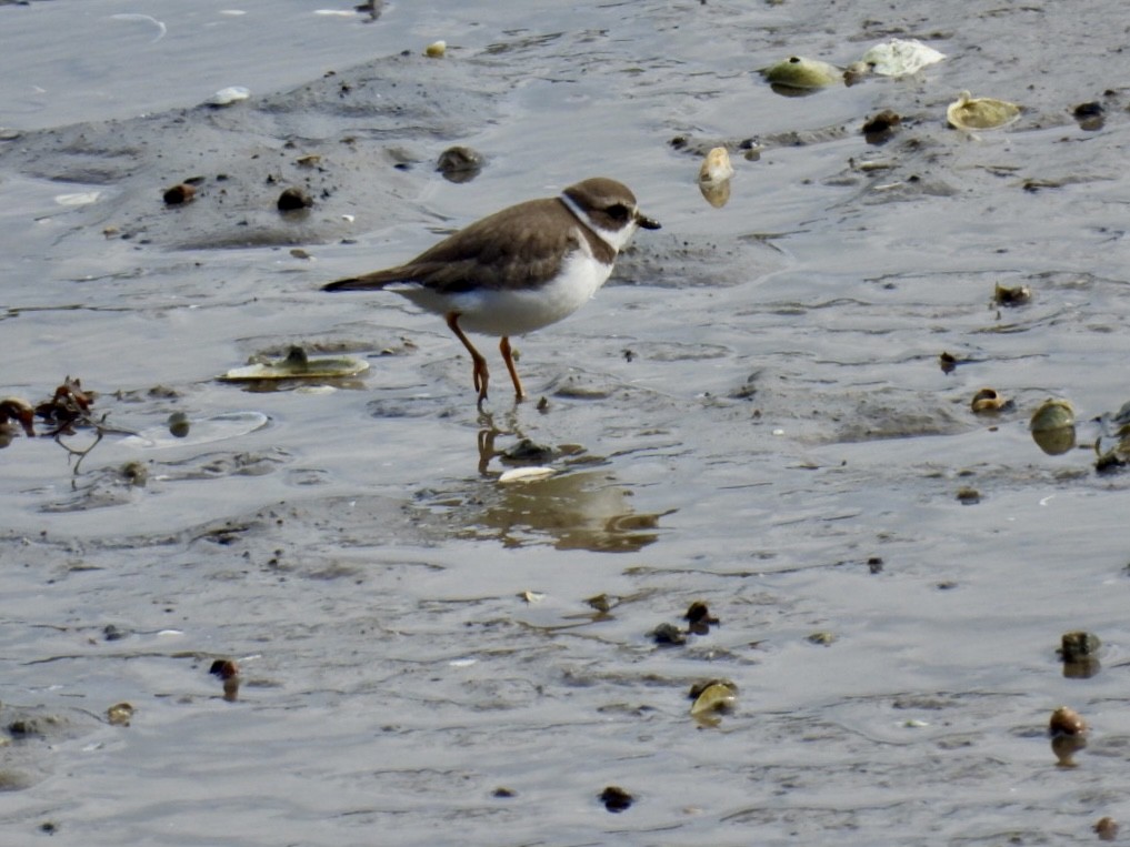 Semipalmated Plover - ML609755876