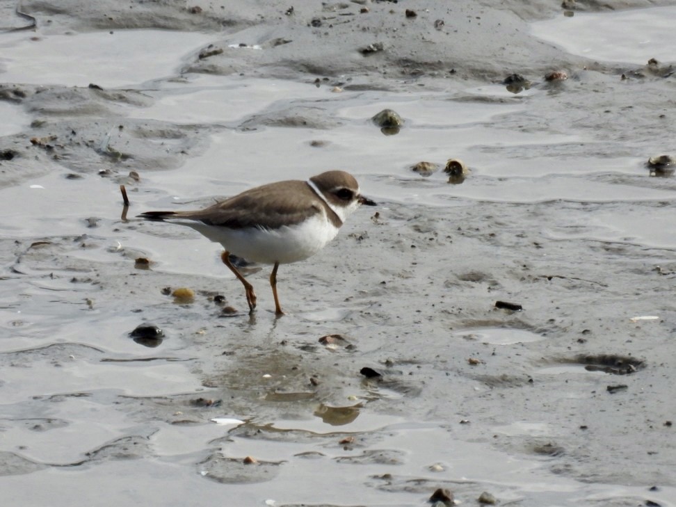 Semipalmated Plover - ML609755877