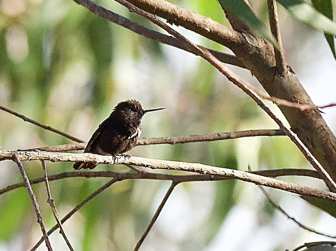 kolibřík černokápý - ML609755885