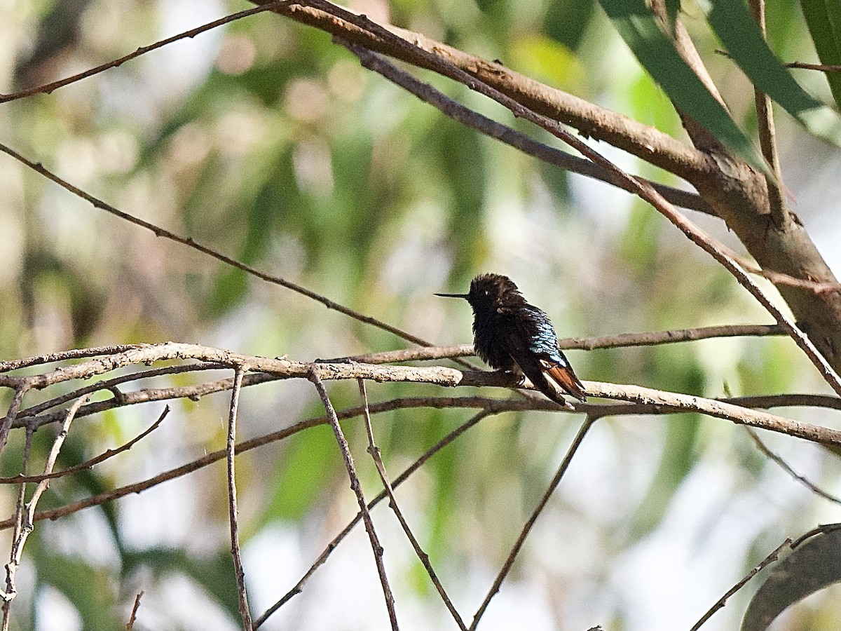 kolibřík černokápý - ML609755886
