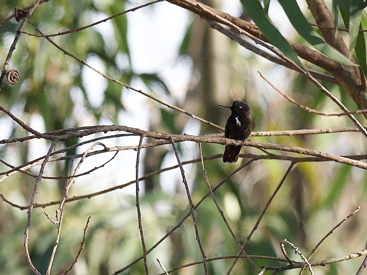 kolibřík černokápý - ML609755887