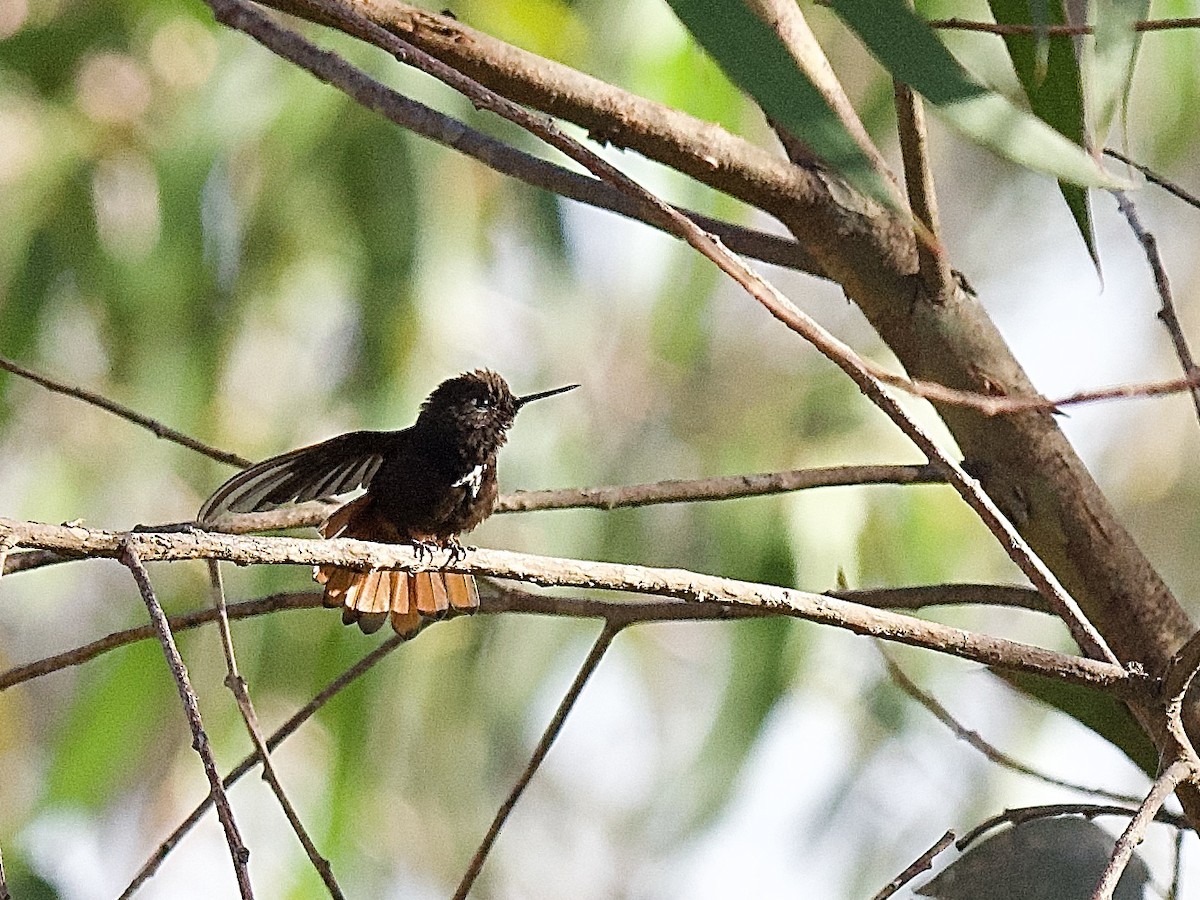 kolibřík černokápý - ML609755888