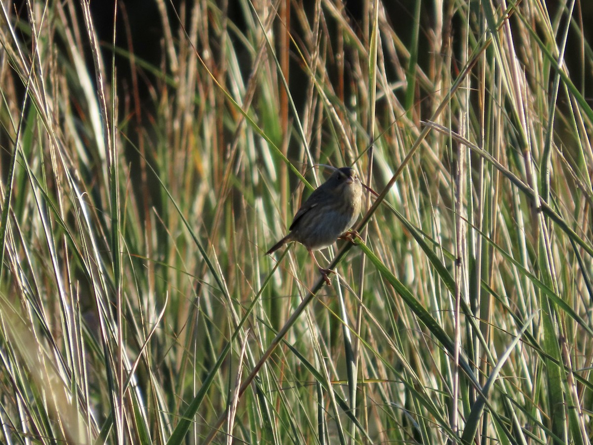 Nelson's Sparrow - Kim Wylie