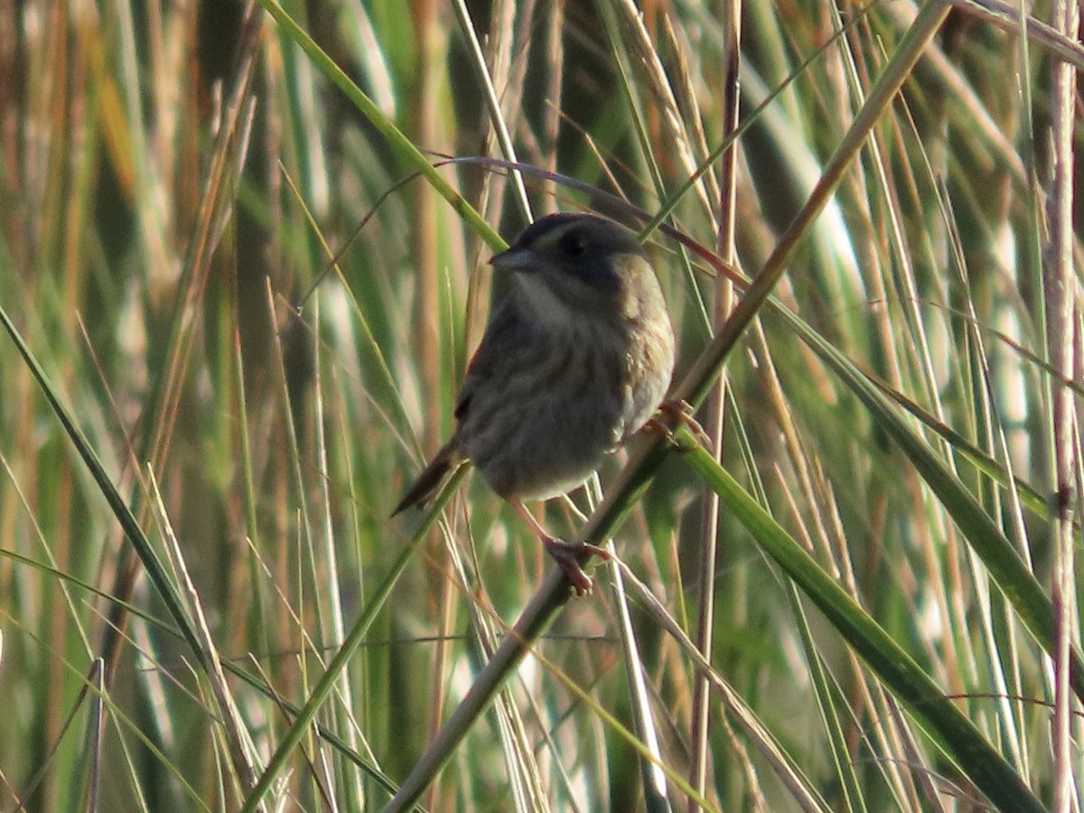 Nelson's Sparrow - Kim Wylie