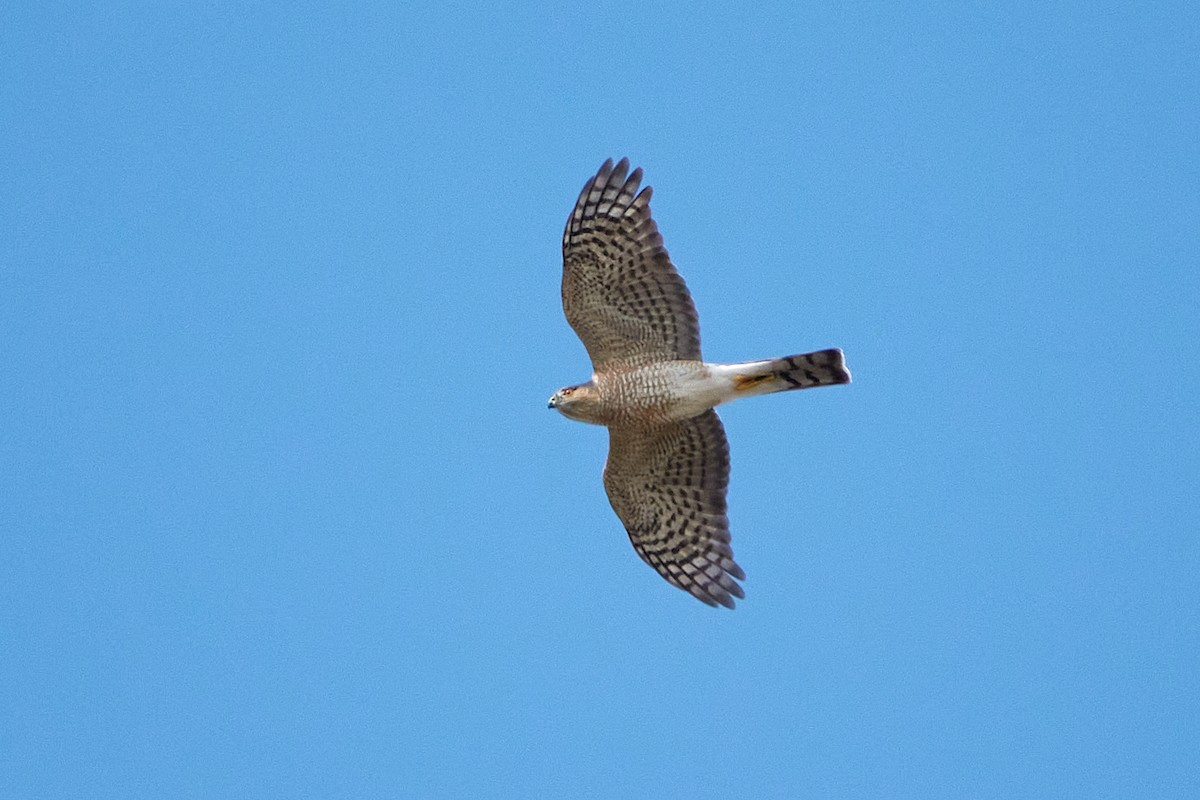 Sharp-shinned Hawk - Elodie Roze