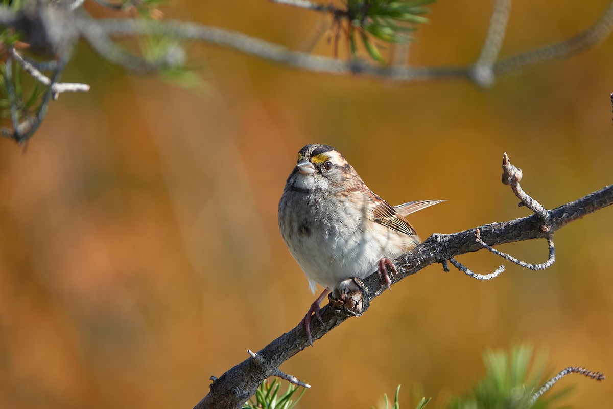 White-throated Sparrow - ML609756036