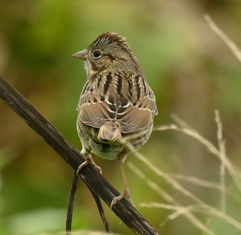 Lincoln's Sparrow - Regis Fortin