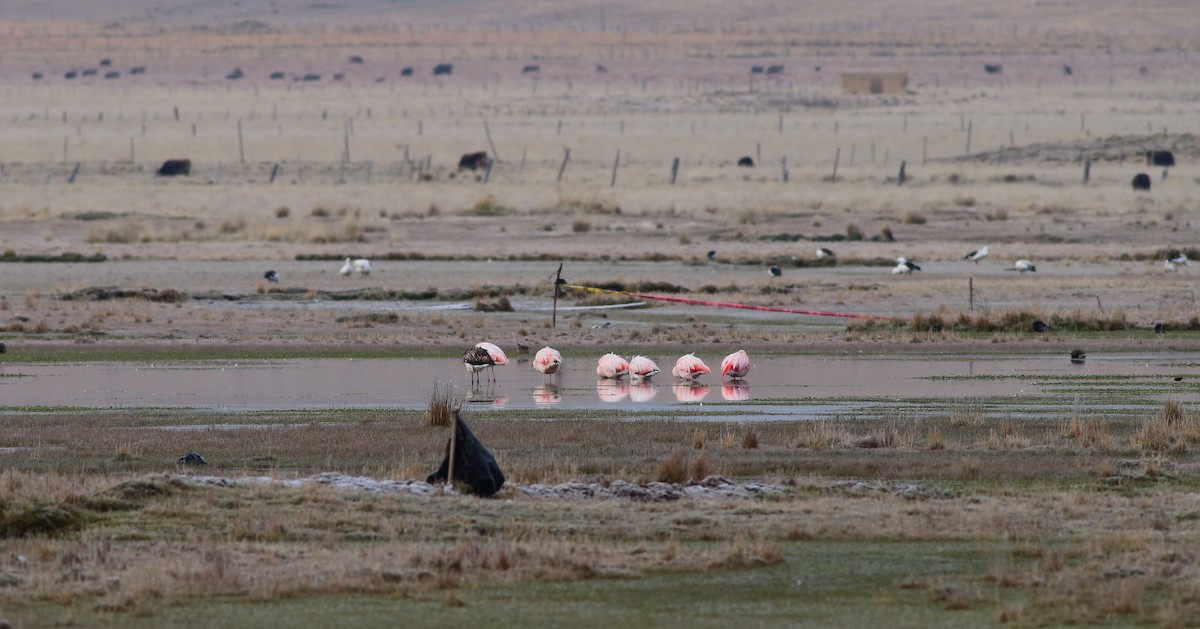 Chilean Flamingo - ML609756130