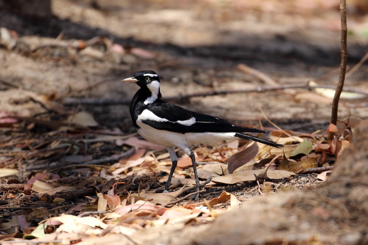 Magpie-lark - ML609756148