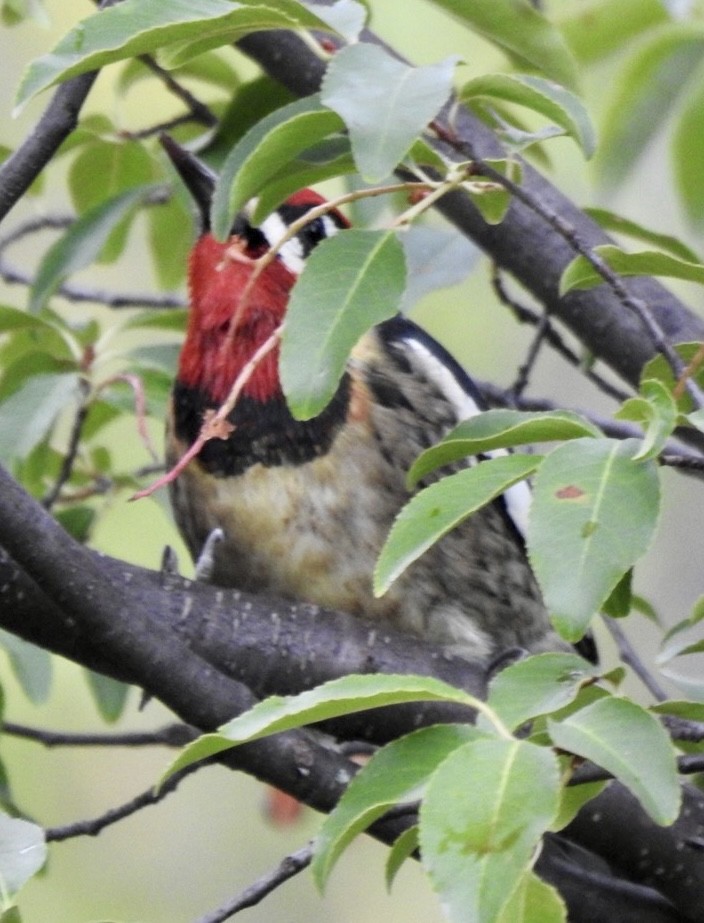 Red-naped/Red-breasted Sapsucker - ML609756161