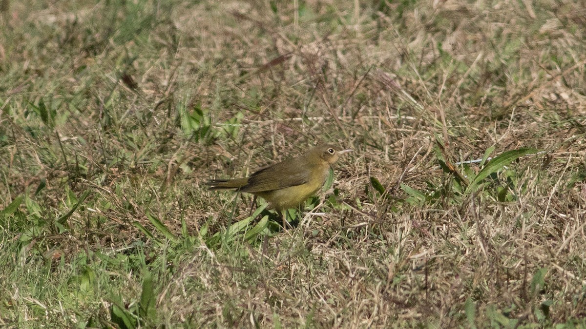 Connecticut Warbler - ML609756165