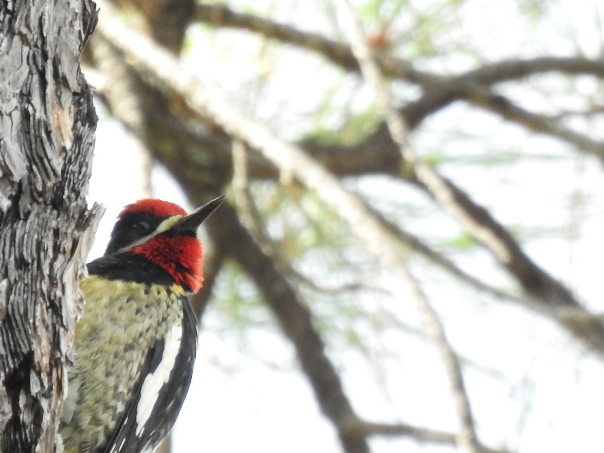 Red-naped Sapsucker - ML609756179