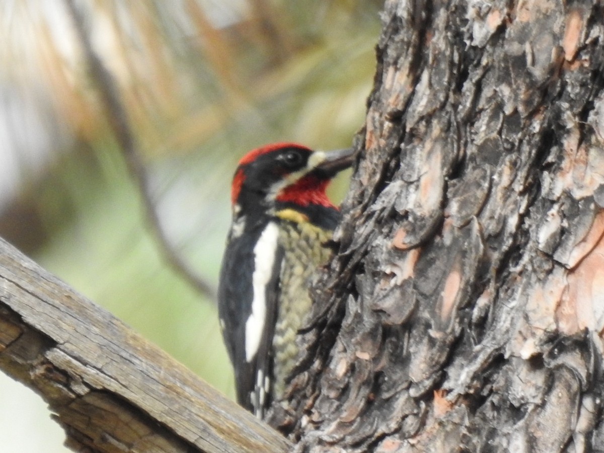 Red-naped Sapsucker - ML609756180