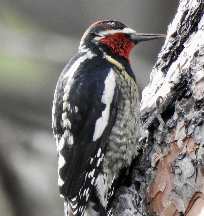 Red-naped Sapsucker - ML609756181
